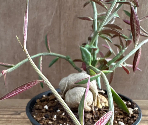 Monadenium rubellum 5 Pieces Seeds
