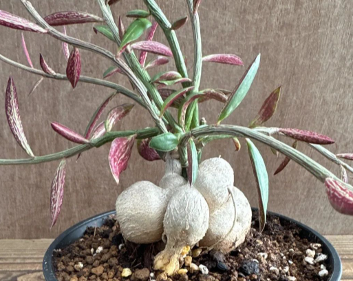 Monadenium rubellum 5 Pieces Seeds