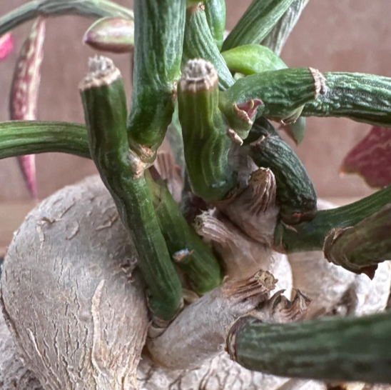 Monadenium rubellum 5 Pieces Seeds