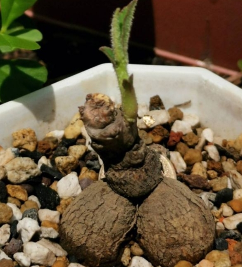 Monadenium echinulatum 5 Pieces Seeds