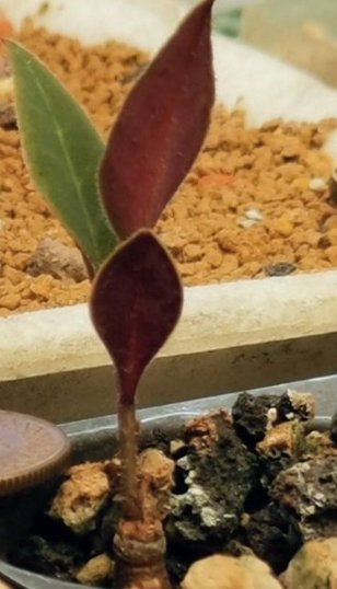 Monadenium echinulatum 5 Pieces Seeds