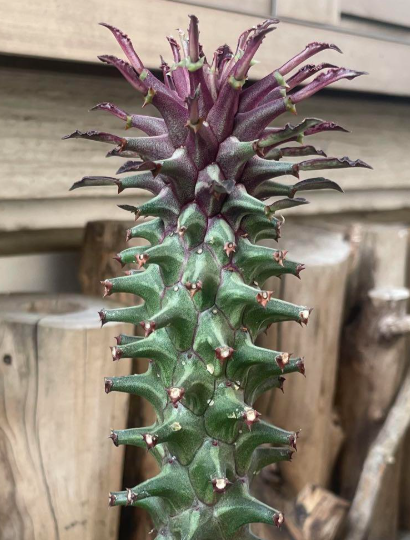 Monadenium Rubellum 'Purple Shoebae' Tanzania Red 5 Pieces Seeds