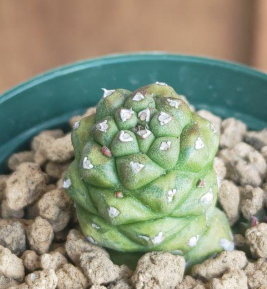 Monadenium ritchiei variegata 5 Pieces Seeds