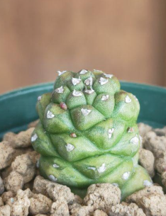 Monadenium ritchiei variegata 5 Pieces Seeds