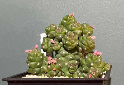 Monadenium ritchiei variegata 5 Pieces Seeds