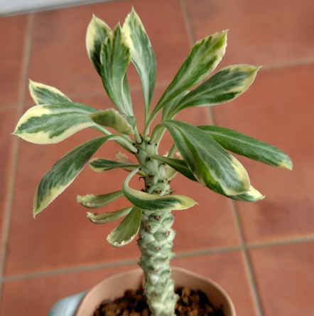 Monadenium lugardiae variegata 5 Pieces Seeds