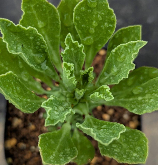 Monadenium guineense 5 Pieces Seeds