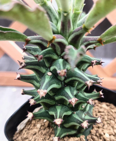 Monadenium schubei Tanzania Red 5 Pieces Seeds