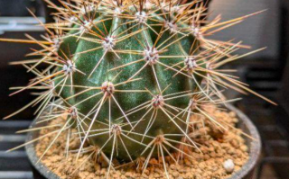 Carnegiea gigantea 10 Pieces Seeds