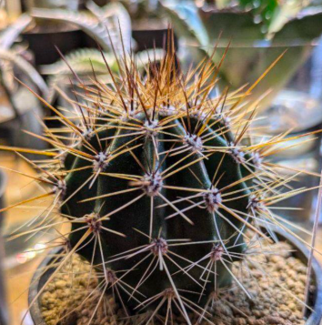Carnegiea gigantea 10 Pieces Seeds