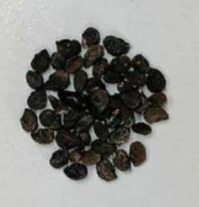 Stenocereus eruca 10 Pieces Seeds