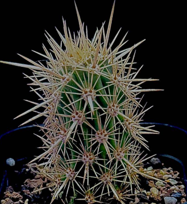 Stenocereus eruca 10 Pieces Seeds