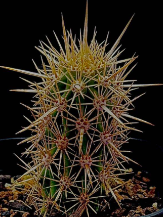 Stenocereus eruca 10 Pieces Seeds