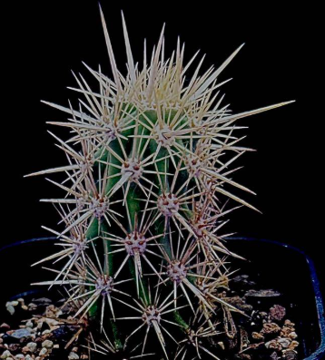 Stenocereus eruca 10 Pieces Seeds