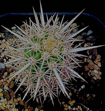 Stenocereus eruca 10 Pieces Seeds