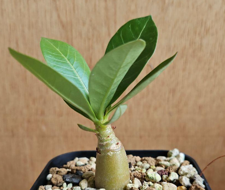 Adenium Godji 6 Pieces Seeds