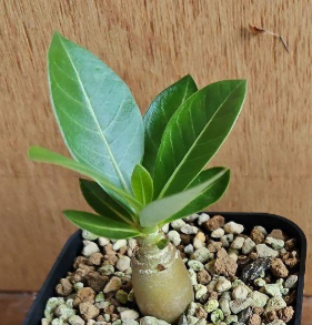 Adenium Godji 6 Pieces Seeds