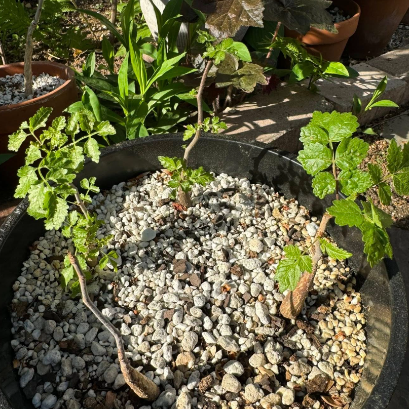 Bursera Laxiflora 10 Seeds