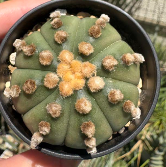 Astrophytum Ooibo 10 Pieces Seeds