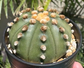 Astrophytum Ooibo 10 Pieces Seeds