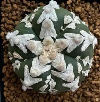 Astrophytum Super Kabuto Star shape 10 Pieces Seeds