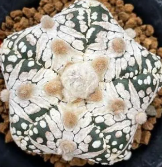 Astrophytum Super Kabuto Star shape 10 Pieces Seeds