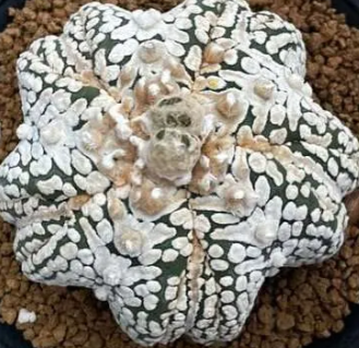 Astrophytum Super Kabuto Star shape 10 Pieces Seeds