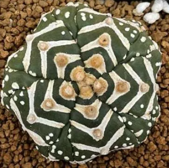Astrophytum Super Kabuto Star shape 10 Pieces Seeds