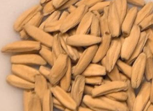 Adenium Kalamae 6 Pieces Seeds