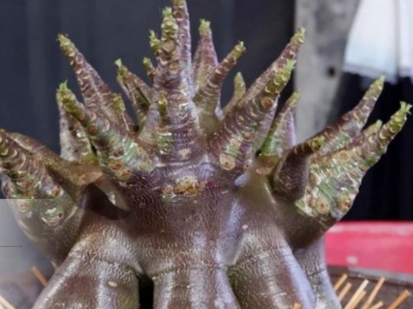 Adenium Kalamae 6 Pieces Seeds