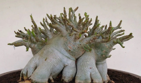 Adenium Hulk 6 Pieces Seeds