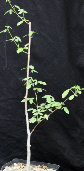 Commiphora mollis 6 Pieces Seeds