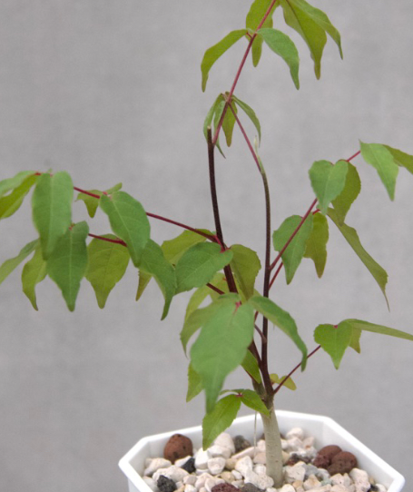 Commiphora aprevalii 8 Pieces Seeds