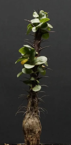 Fouquieria splendens 10 Pieces Seeds
