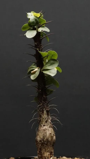 Fouquieria splendens 10 Pieces Seeds