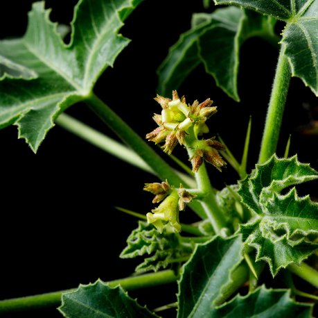 Jatropha ellenbeckii 5 Pieces Seeds