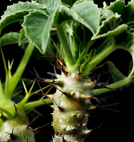 Jatropha ellenbeckii 5 Pieces Seeds