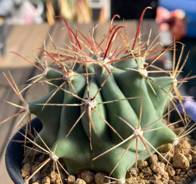 Ferocactus peninsulae 10 Pieces Seeds