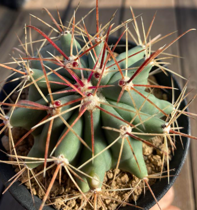 Ferocactus peninsulae 10 Pieces Seeds