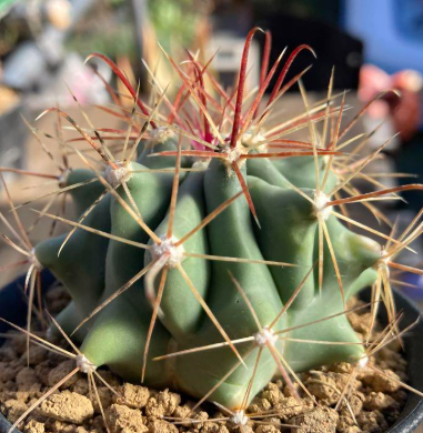 Ferocactus peninsulae 10 Pieces Seeds
