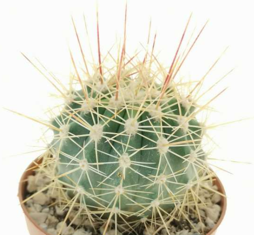 Ferocactus alamosanus 10 Pieces Seeds