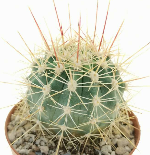 Ferocactus alamosanus 10 Pieces Seeds