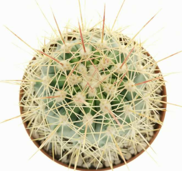 Ferocactus alamosanus 10 Pieces Seeds