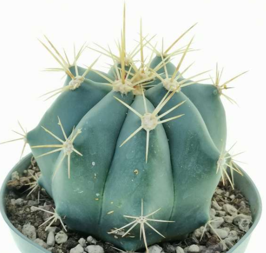 Ferocactus pottsii 10 Pieces Seeds