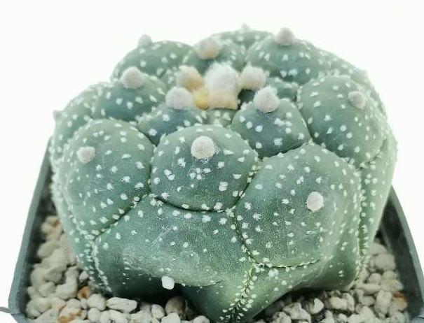 Astrophytum kikko turtle 10 Pieces Seeds