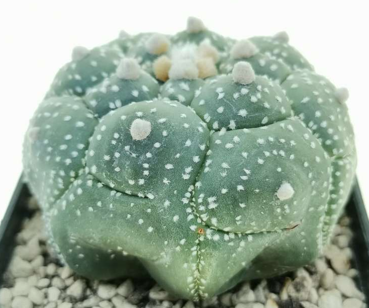 Astrophytum kikko turtle 10 Pieces Seeds