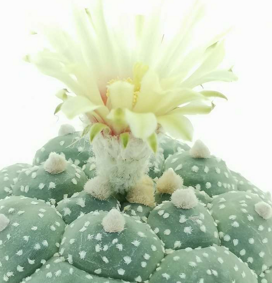 Astrophytum kikko turtle 10 Pieces Seeds