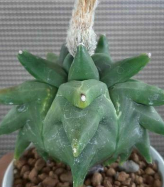 Astrophytum myrio kikko 10 Pieces Seeds