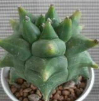Astrophytum myrio kikko 10 Pieces Seeds