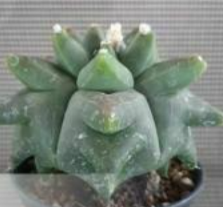 Astrophytum myrio kikko 10 Pieces Seeds